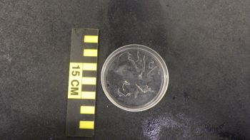 Media type: image;   Invertebrate Zoology 153512 Description: live specimen;